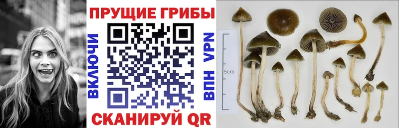 Псилоцибиновые грибы мицелий  наркота  кракен   Колпашево 